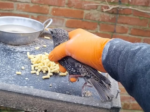 A starling held carefully in a gloved hand